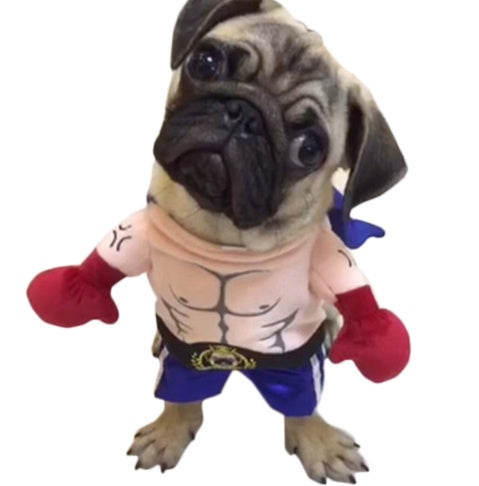 Boxer Cat Costume, Cat Clothes